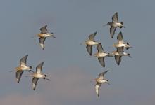 Black-tailed Godwits DM1102