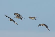 Black-tailed Godwits in Flight DM1660