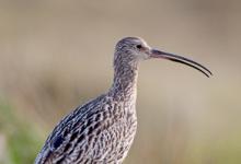 Common Curlew DM01065