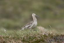 Common Curlew DM01066