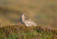 Common Curlew DM1062