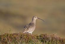 Common Curlew DM1063