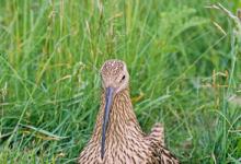 Common Curlew and Chicks DM1067