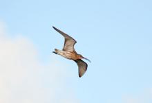 Common Curlew in Flight DM1064