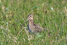 Common Snipe DM1050