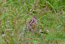 Common Snipe DM1053