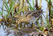 Common Snipe 2