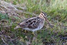 Common Snipe 3