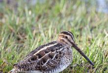 Common Snipe 4