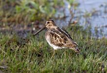 Common Snipe 5