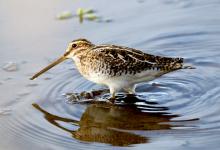 Common Snipe