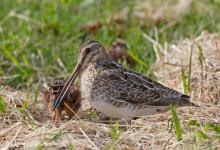 Common Snipe Feeding Chick DM1052