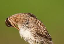 Common Snipe Preening on a Post DM1058