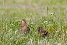 Common Snipe and Chick DM1045