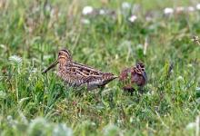 Common Snipe and Chick DM1046