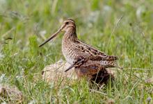 Common Snipe and Chick DM1047