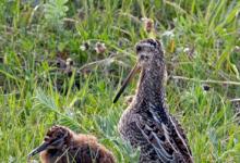 Common Snipe and Chick DM1051