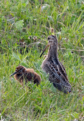 Common Snipe and Chick DM1051