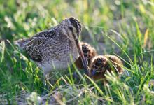 Common Snipe and Chicks  DM1048
