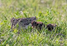 Common Snipe and Chicks DM1049