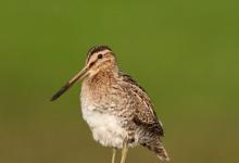 Common Snipe on a Post DM1054