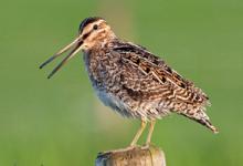 Common Snipe on a Post DM1056