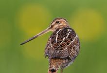 Common Snipe on a Post DM1057