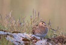 Common Snipe on a Rock DM1055