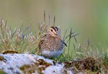 Common Snipe on a Rock DM1059