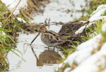 Common Snipe DM2061