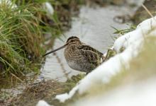 Common Snipe DM2062