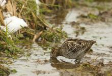 Common Snipe DM2063