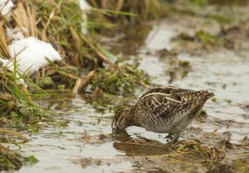 Waders