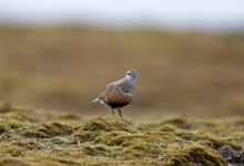 Dotterel DM1666