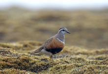 Dotterel DM1667