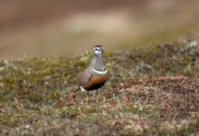 Dotterel DM1668