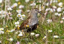 Dunlin  DM1037