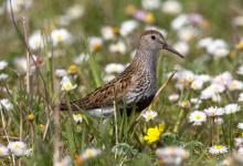 Dunlin DM1034