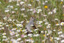 Dunlin DM1036