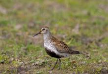 Dunlin DM1038