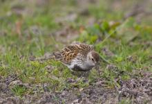 Dunlin DM1039