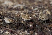 Dunlin DM1041