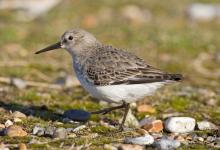 Dunlin DM1043