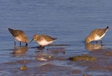 Dunlin DM1044