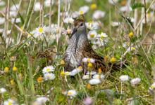 Dunlin and Chick DM1035