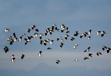 Flock of Lapwing DM1100