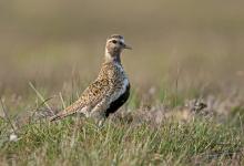 Golden Plover DM1075