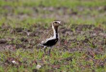 Golden Plover DM1076