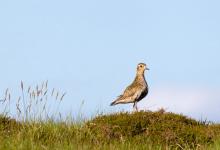 Golden Plover DM1078