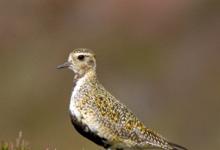 Golden Plover DM1103